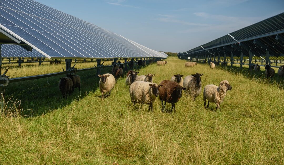 The Impact Of Theft On Solar Farm Operators