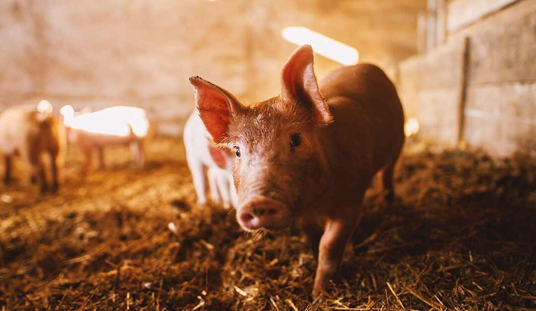 The Benefits Of CCTV Monitoring For Farms